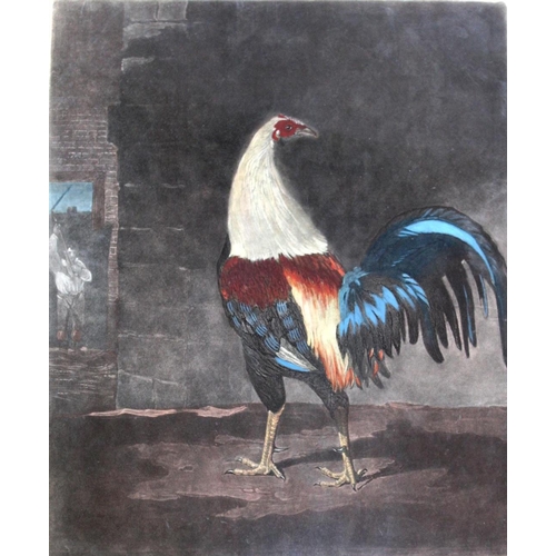 603 - AFTER BEN MARSHALL (1768-1835) THE COCK IN FEATHER Aquatint and engraving with hand colouring, by Ch... 