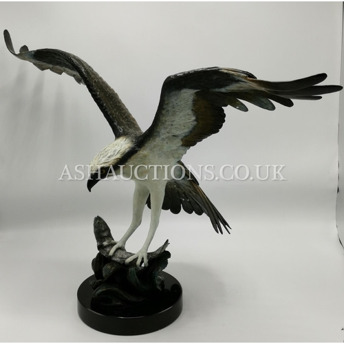 61 - SOLID FOUNDRY BRONZE Huge 67cm x 42cm (Weight 11.7kg) MODEL OF AN OSPREY CATCHING A FISH (Sculpted B... 