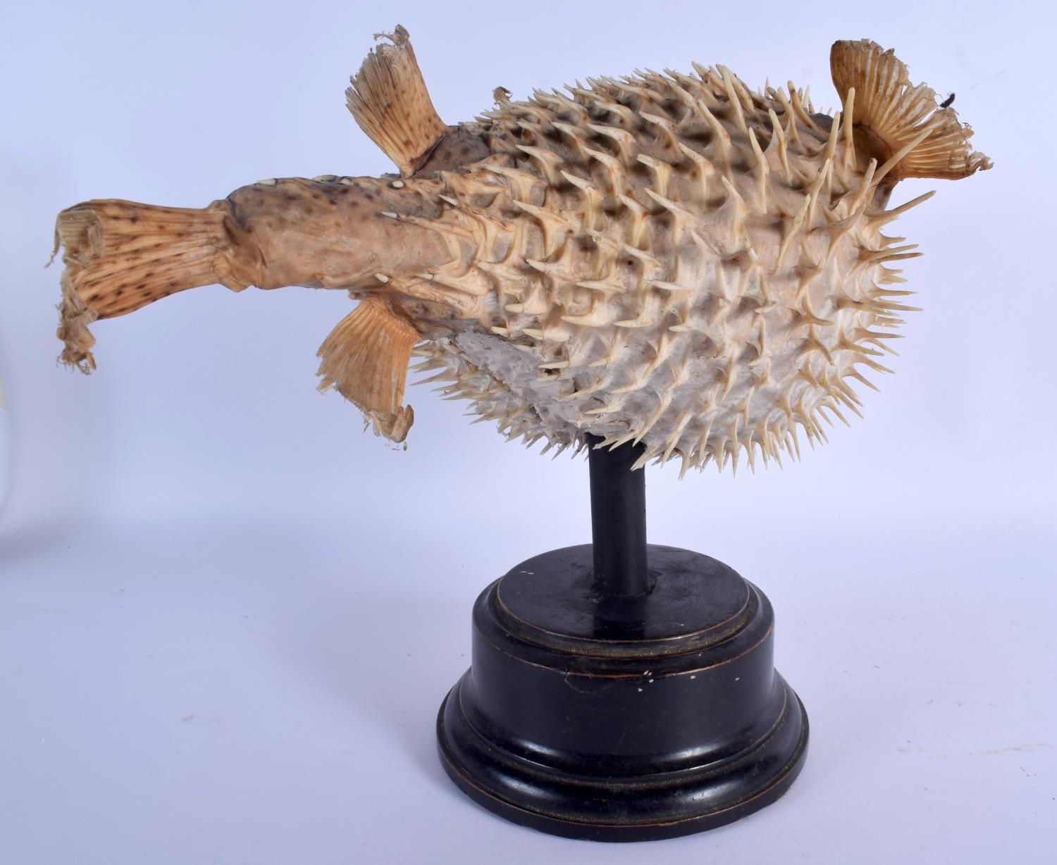 AN EARLY 20TH CENTURY TAXIDERMY PUFFER FISH. Fish 17 cm x 35 cm.