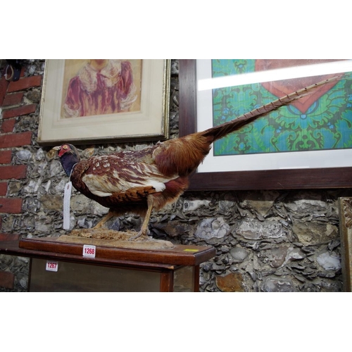 1268 - Taxidermy: a pheasant.