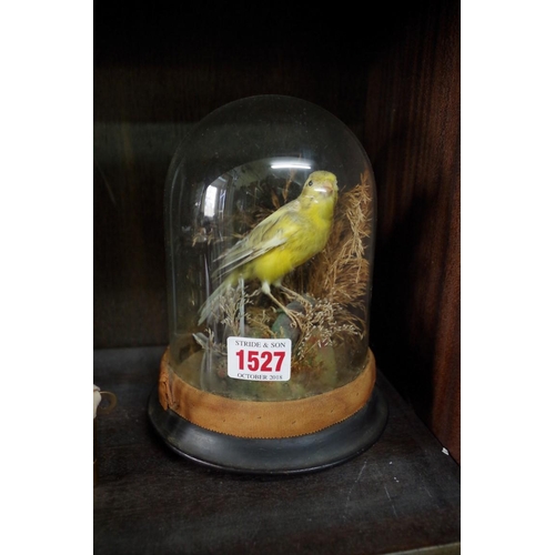 1527 - Taxidermy: a yellow canary, under a glass dome, 18.5cm high