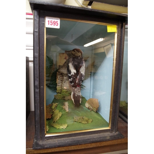 1595 - Taxidermy: a lesser spotted woodpecker, in a glazed case, 32cm high. PLEASE NOTE THIS IS A FEMALE GR... 