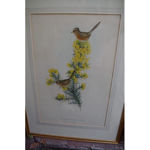 1384 - A collection of ornithological prints, largest 52 x 34.5cm. (16)