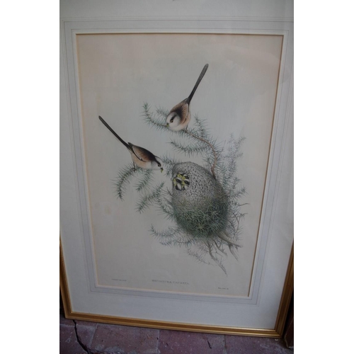 1384 - A collection of ornithological prints, largest 52 x 34.5cm. (16)