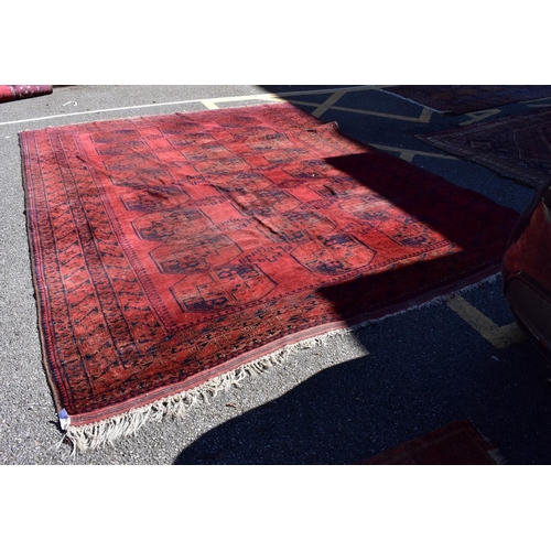 1087 - A large Bokhara carpet, having repeated central field on a red ground, 344 x 262cm.