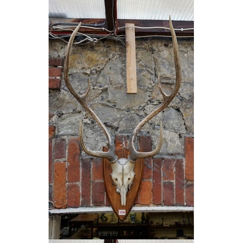 1110 - Taxidermy: a scarce pair of Axis Deer antlers, with partial skull, on pine shield.