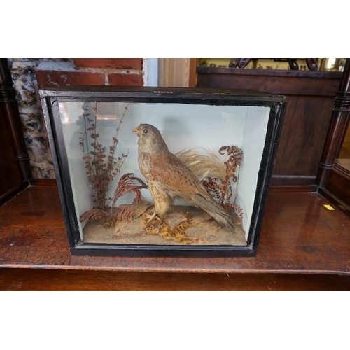 1227 - Taxidermy: a Kestral, in a glass fronted case, 33 x 40cm.