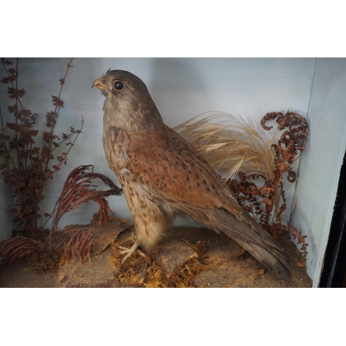 1227 - Taxidermy: a Kestral, in a glass fronted case, 33 x 40cm.