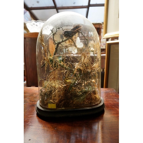 1320 - Taxidermy: a group of four exotic birds, under a glass dome, (cracked), 35cm high.