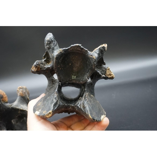 1634 - A very unusual pair of 19th century carved and painted vertebrae, probably equine. ... 