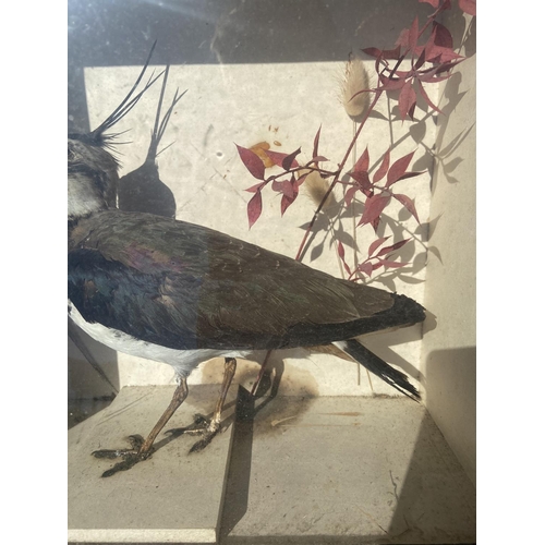 20 - Taxidermy lapwing bird in case [38x18cm]