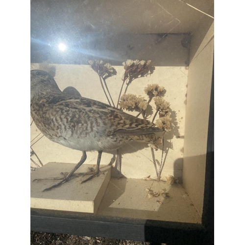 21 - Taxidermy Snipe bird in case [23x31x13cm]