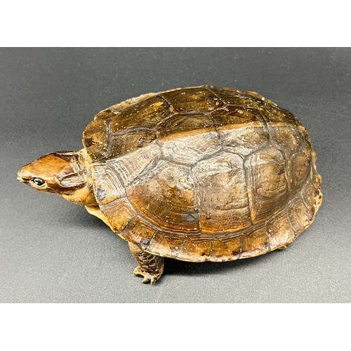 210 - Antique Taxidermy Tortoise. [14cm in length]