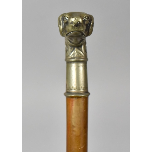 44 - A 19th Century Walking Stick with a White Metal Handle Modelled as a Hunting Dog, 86cm Long