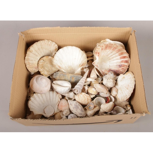 48 - A box of assorted sea shells.