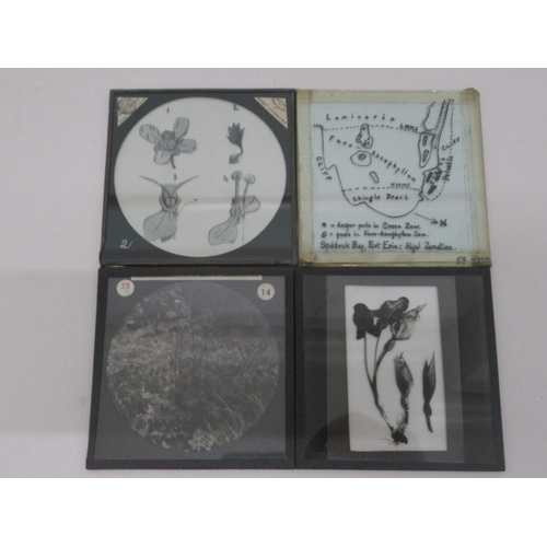 5 - Vintage glass lantern slides, featuring an eclectic selection of flora and fauna; and an uncollated ... 