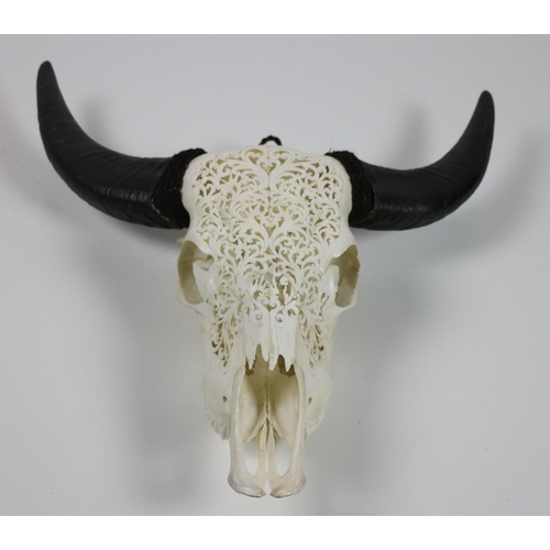 49 - Taxidermy: A very unusual steer head Skull, wall mounted with two horns, the skull intricately carve... 