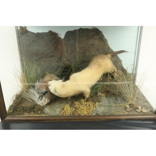 55 - Taxidermy:  A stuffed and mounted Wildlife Group, depicting a ferret attacking a mallard, in glazed ... 