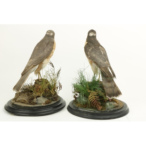 56 - Taxidermy: A pair of stuffed and mounted Eurasian Sparrow Hawk (Accipiter Nisus), each perched on a ... 