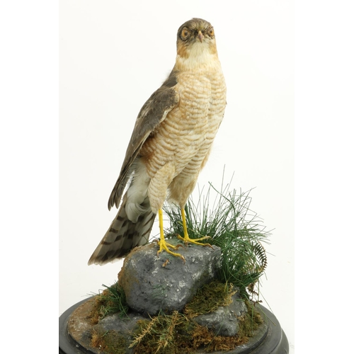56 - Taxidermy: A pair of stuffed and mounted Eurasian Sparrow Hawk (Accipiter Nisus), each perched on a ... 
