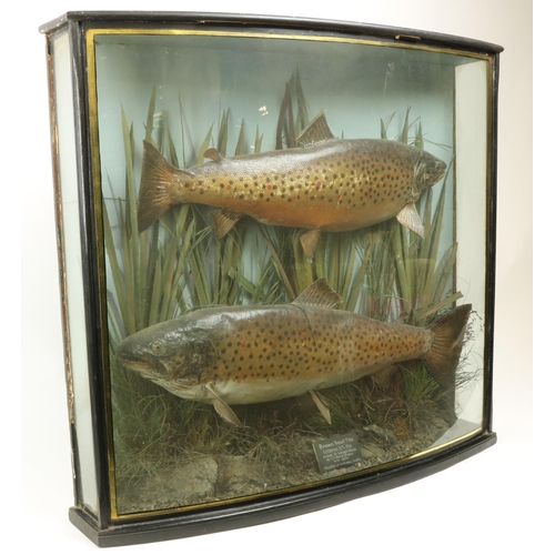 58 - Taxidermy:  Two large stuffed and preserved brown Trout (Salmo Trutta) 7lb & 5 3/4