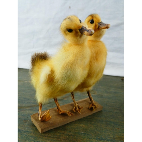 139 - A stunning pair of taxidermy ducklings.