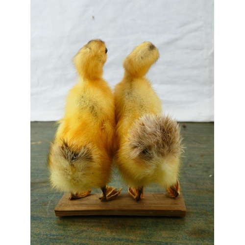 139 - A stunning pair of taxidermy ducklings.