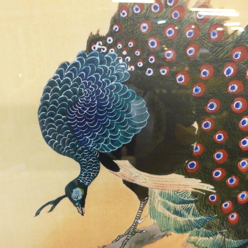 1335 - A Ohara Koson recess framed  print (Peacock On A Cherry Blossom Tree) 50X100Cm(PFPPR4130648)   *