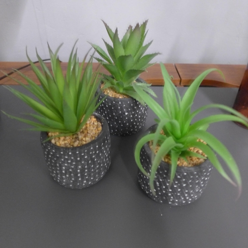 1403 - Three Aloe Vera succulents in a spotty pots, H 17cms (67682802)   #