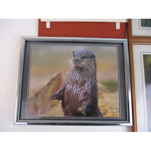 28 - Photograph's of an otter, robin, snail and 