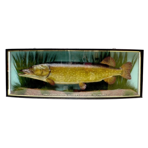 An Edwardian taxidermy pike, stuffed and mounted in naturalistic setting within a bow fronted glazed case, hand painted gilt and black title to lower front pane 'Pike 22½. Caught by B. O. Brace. at Wroxham. Jan., 29th, 1930.', black painted frame and case with two hanging loops, 119.5 by 41.5cm high, 13cm deep at narrowest edges, 24cm deep at widest central point, together with a photocard of Mr Brace holding the recently caught pike. (2)