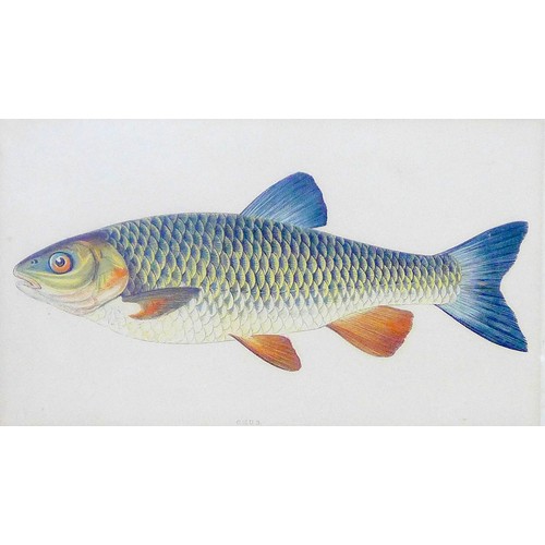 48 - A collection of twelve 19th century and later fish themed prints, including some hand coloured examp... 