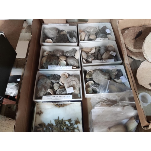 104 - A collection of fossil specimens