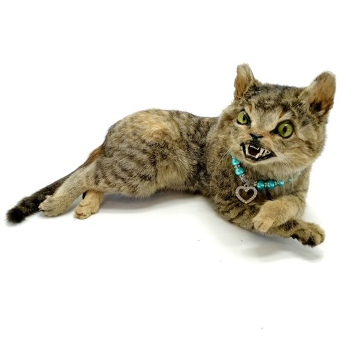 29 - Taxidermied  tortoiseshell cat / wildcat (?) with a blue collar - 30cm long & 19cm high
