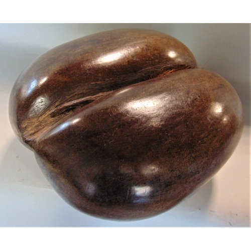 635 - Good Coco De Mer nut with hair, 27cm long