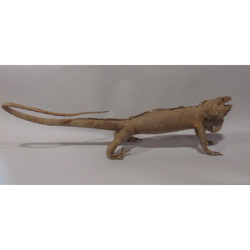737 - Taxidermy interest - study of a standing Iguana 90 cm long