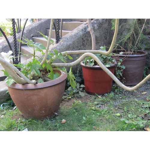2046a - Three contemporary matt glazed circular garden planters of varying design containing a well establis... 
