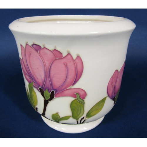1018 - A Moorcroft ivory ground cachepot with pink magnolia detail and with painted and impressed marks to ... 