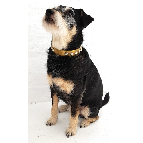 238 - GEORGIAN BRASS AND POLISHED STEEL DOG COLLAR
the adjustable collar with polished steel roundels and ... 