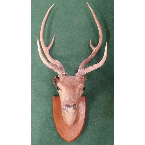 361 - A taxidermy deers head.