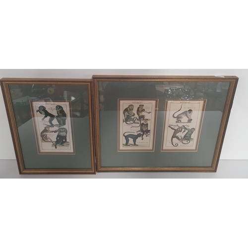 11 - Two 19th Century well framed coloured Plates of Monkeys. Each plate 19 x 12 cms approx.