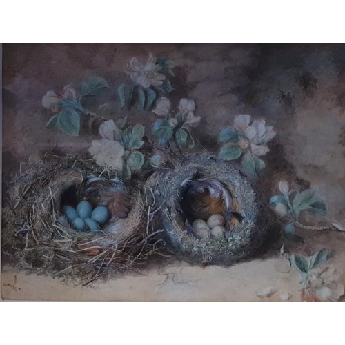 21 - Attributed to Oliver Clare. A Watercolour Still life of eggs in nest with blossom. No apparent signa... 
