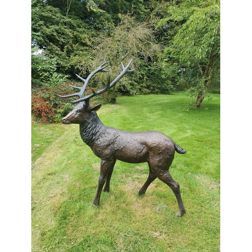 775 - A Fabulous Bronze Stag with fantastic detailing. H171 XD95 x W133cm approx.