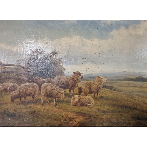 In the manner of Thomas Sidney Cooper. A 19th Century Oil on Canvas of sheep in a field. 39 x 54cm approx.