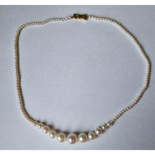 47 - A strand of Cultured Pearls with a 9ct Gold Clasp.
