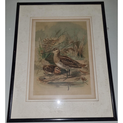 4 - Six 19th Century coloured Engravings of Birds, all framed.