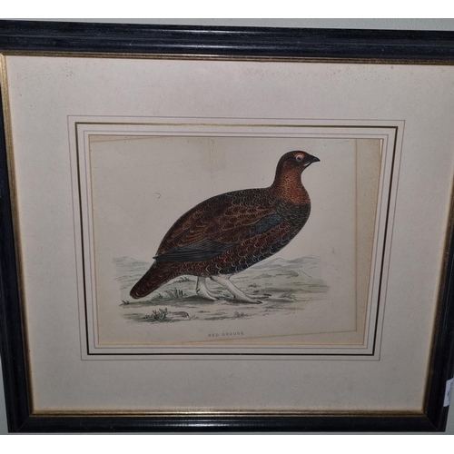 4 - Six 19th Century coloured Engravings of Birds, all framed.