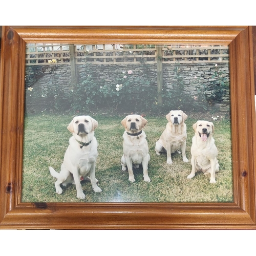 729 - A Photograph of four Labradors.