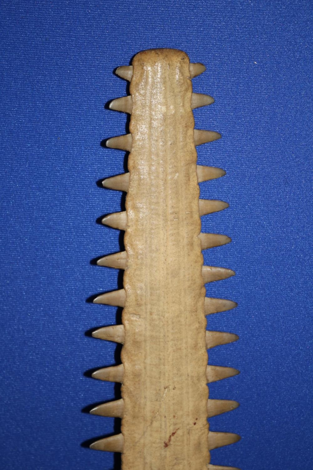 Vintage/Antique Swordfish Nose Bone (Rostrum)