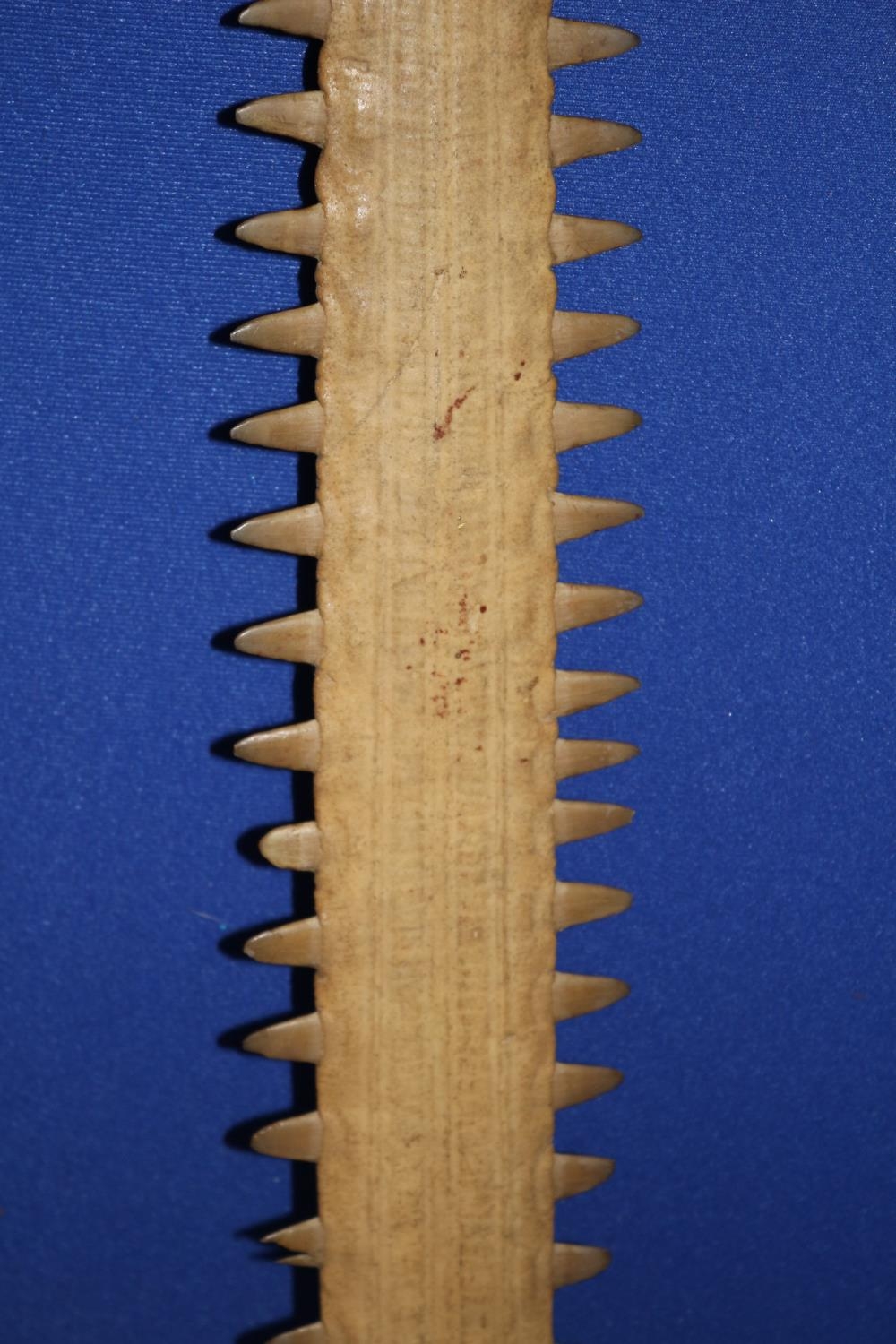 Vintage/Antique Swordfish Nose Bone (Rostrum)